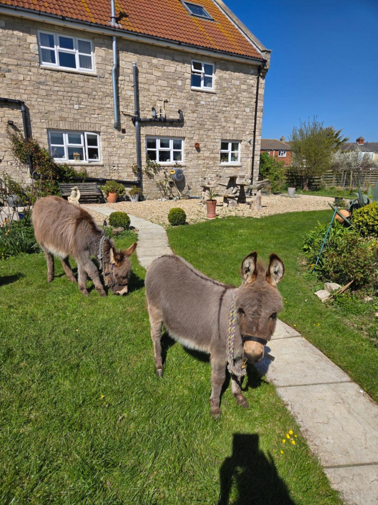 สวอลโล่วส์ เรส Bed & Breakfast เวย์มัธ ภายนอก รูปภาพ